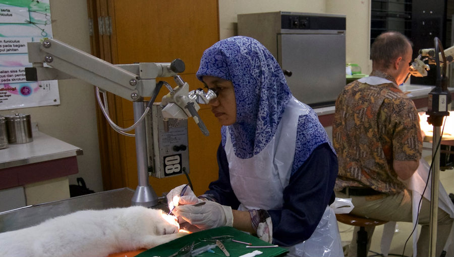 Dr-Oktariana-and-I-doing-animal-implants-of-the-original-GDD-design-at-Bogor-Veterinary-University-