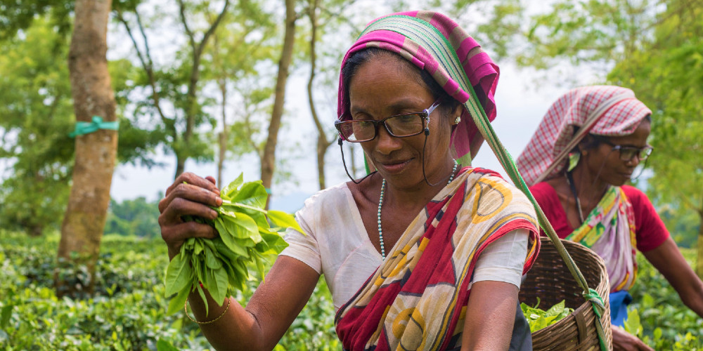 Tea leaf picking © Sarah Day Photography