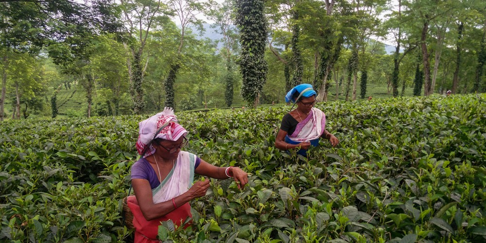 Tea pluckers with specs