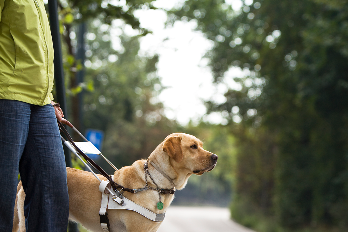 guide dog journey