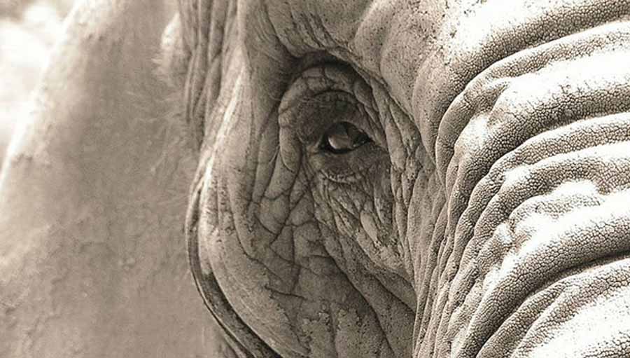 Elephant, close-up