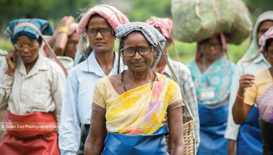 New research reveals glasses boost worker productivity. Tea-pickers; photo by Sarah Day for Clearly