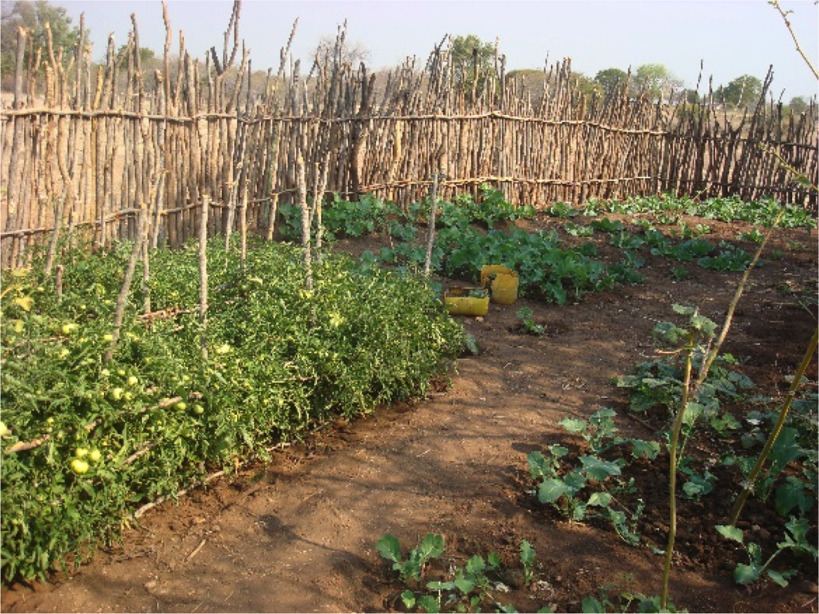 Veggie garden, OEU