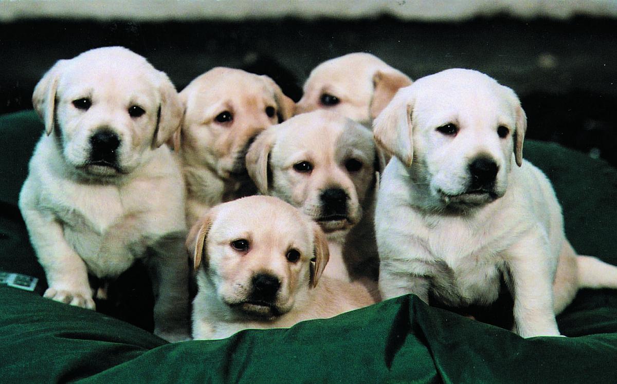 A litter of puppies